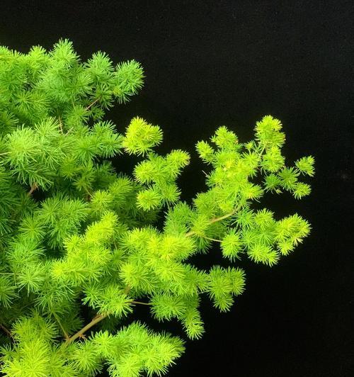 松花语是啥意思？松树在花语中代表了什么？