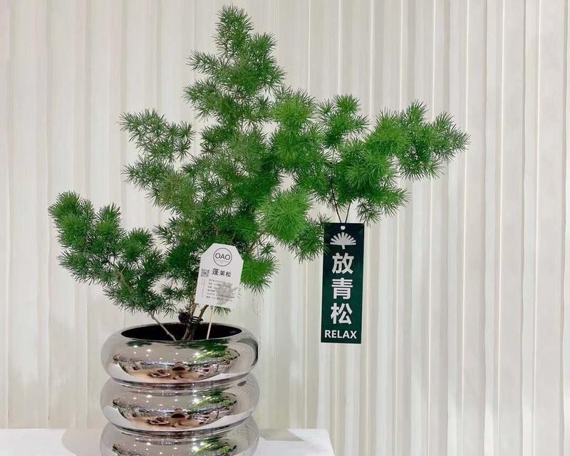 松花语是啥意思？松树在花语中代表了什么？