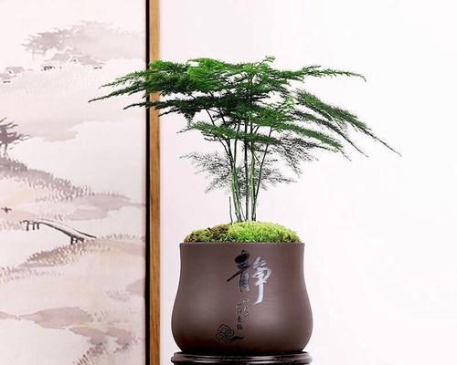 松花语是啥意思？松树在花语中代表了什么？