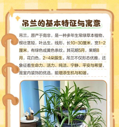 吊兰花语语是什么？吊兰在花语中象征着什么？