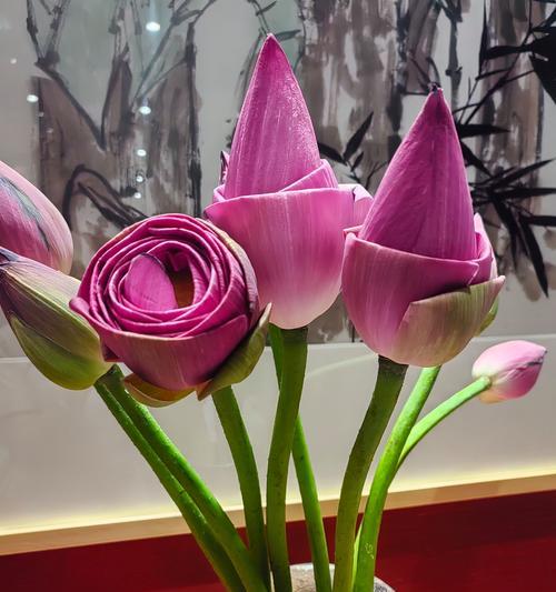 非莲花花语有哪些？非莲花在花语中代表了什么？