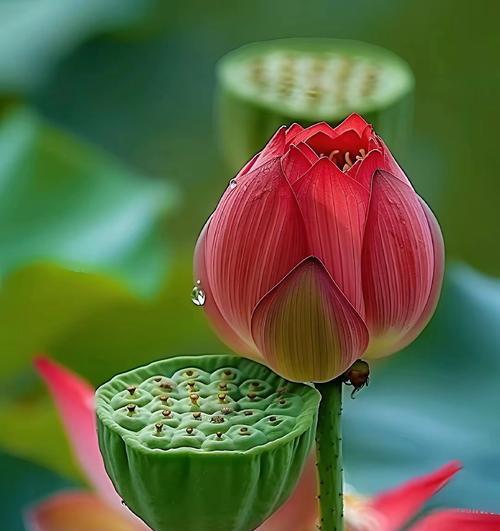 非莲花花语有哪些？非莲花在花语中代表了什么？