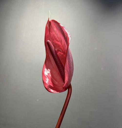 红掌海花语是什么意思？红掌海在花语中象征着什么？