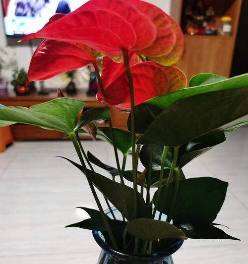 红掌海花语是什么意思？红掌海在花语中象征着什么？
