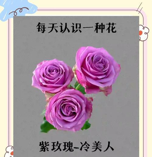 香谨花花语是什么？香谨花在花语中象征着什么？