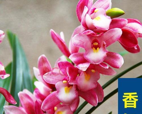香谨花花语是什么？香谨花在花语中象征着什么？
