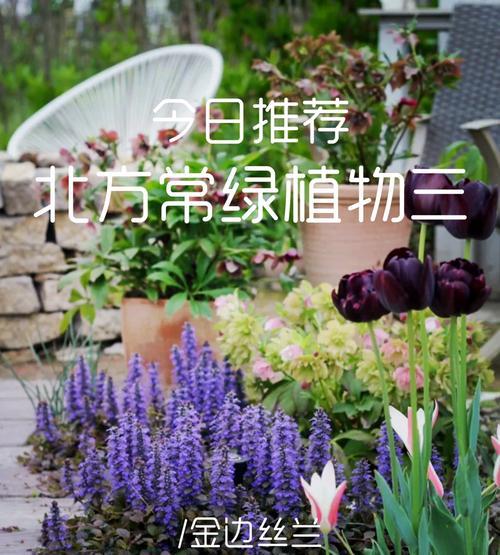双丝兰花语有哪些？双丝兰在花语中代表了什么？