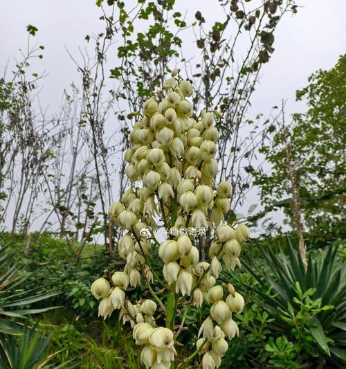 双丝兰花语有哪些？双丝兰在花语中代表了什么？