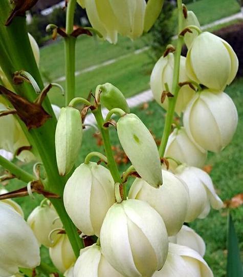 双丝兰花语有哪些？双丝兰在花语中代表了什么？