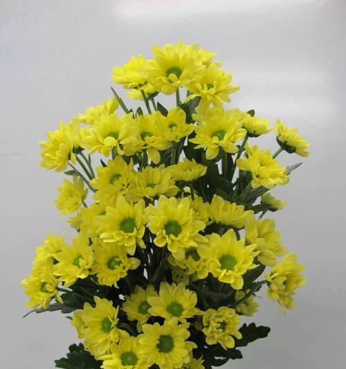 雏菊花语馆有哪些？雏菊在花语中象征着什么？