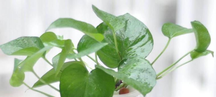 绘绿萝花语是什么？如何理解绘绿萝的花语含义？