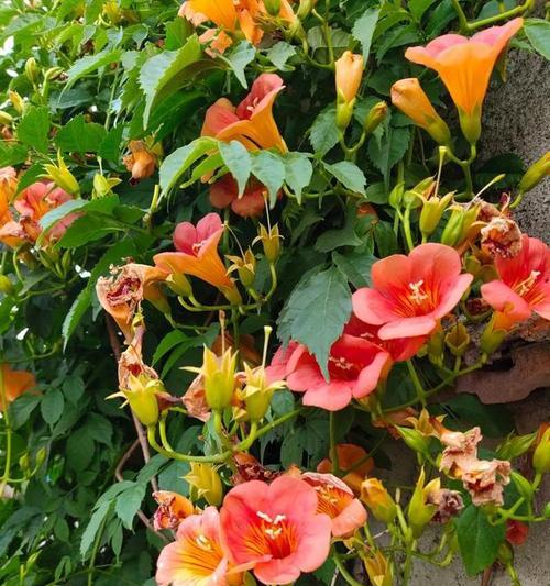 硬凌霄花语是什么意思？硬凌霄的花语有何寓意？