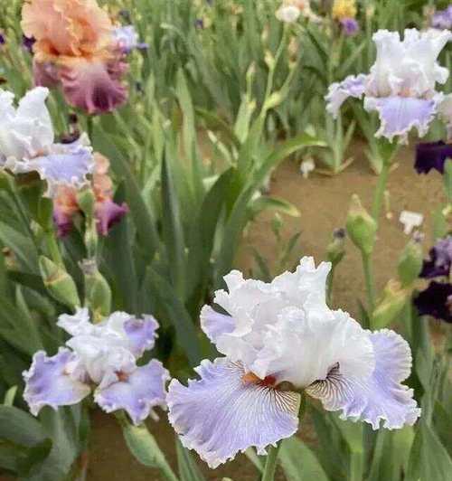 石鸢尾花语有何深意？石鸢尾的花语代表什么？