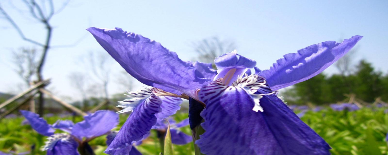 石鸢尾花语有何深意？石鸢尾的花语代表什么？