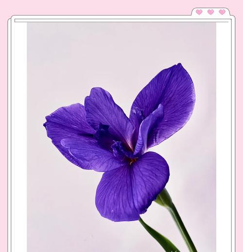 石鸢尾花语有何深意？石鸢尾的花语代表什么？