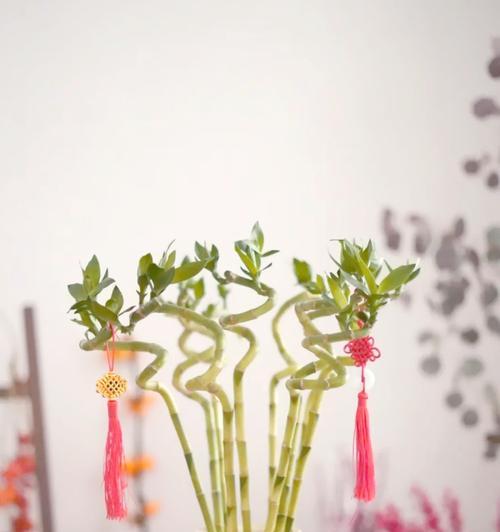 万寿竹花语有哪些？万寿竹的花语代表什么？