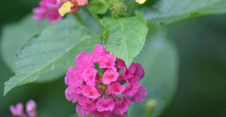 五色果花语是什么？五色果的花语有何含义？