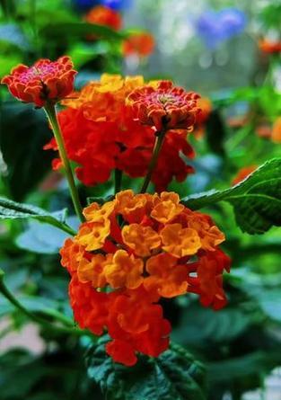 五色果花语是什么？五色果的花语有何含义？