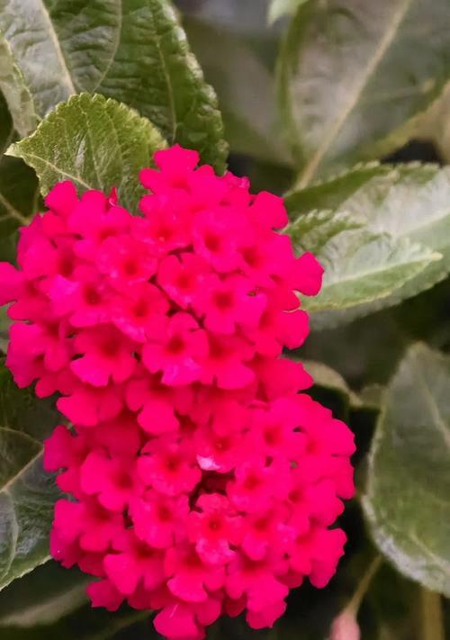 五色果花语是什么？五色果的花语有何含义？