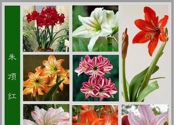 龙百花花语是什么意思？龙百花的花语有何寓意？