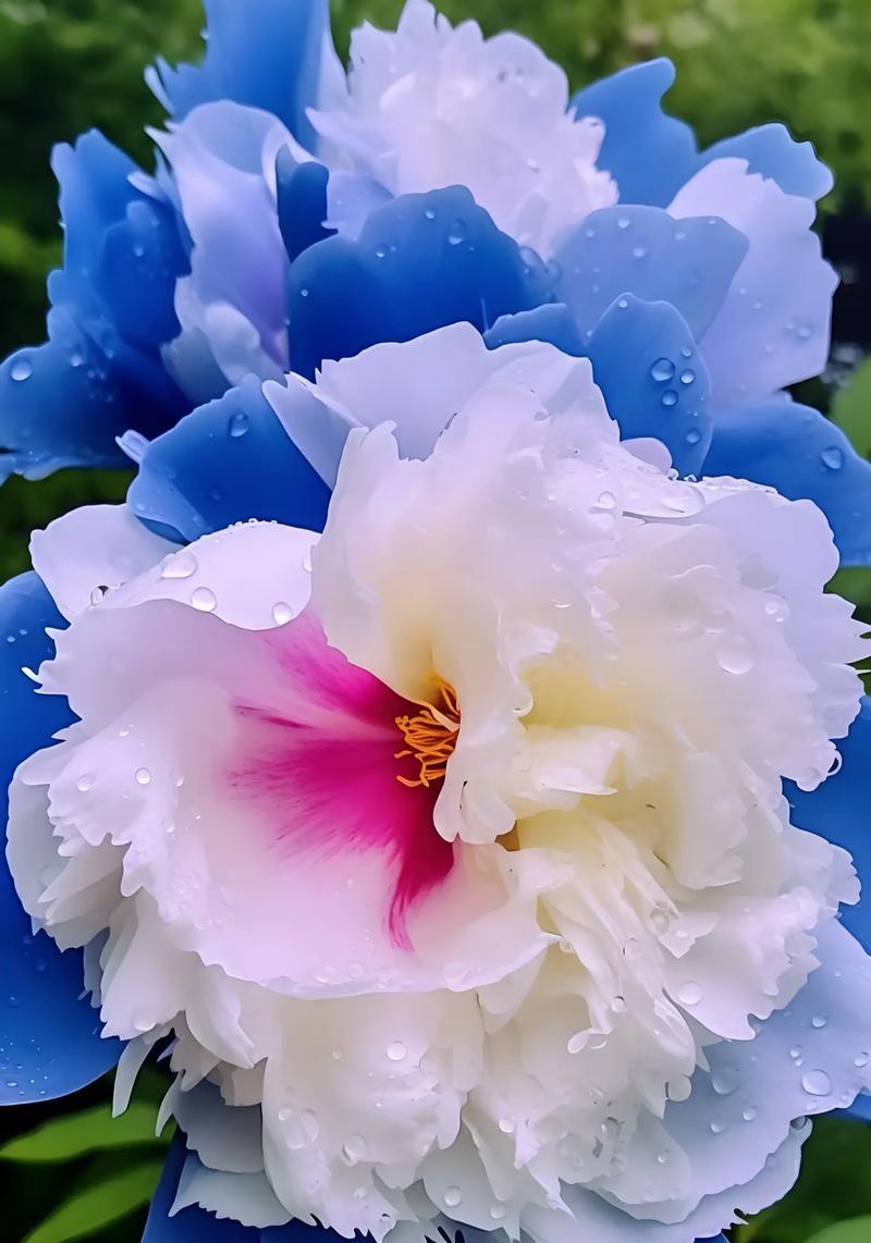 龙百花花语是什么意思？龙百花的花语有何寓意？