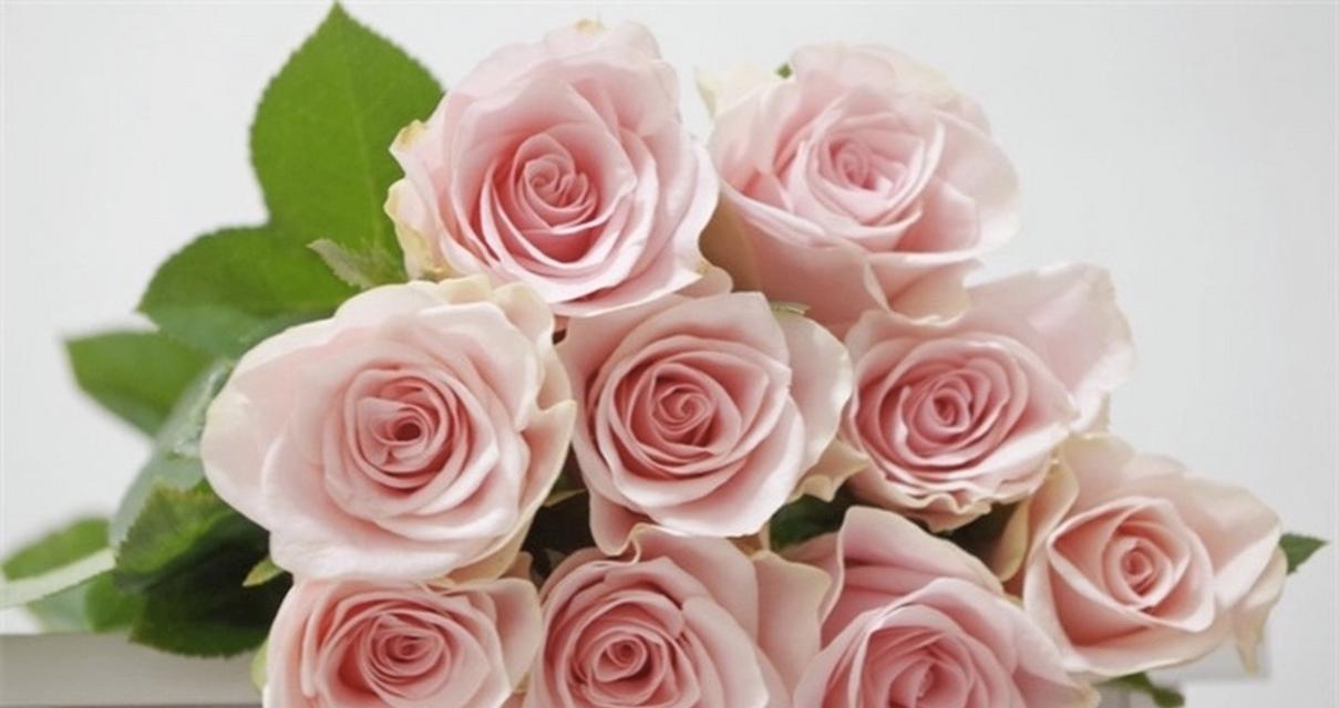 玖瑰玖花语代表什么？玖瑰玖的花语有何特别之处？
