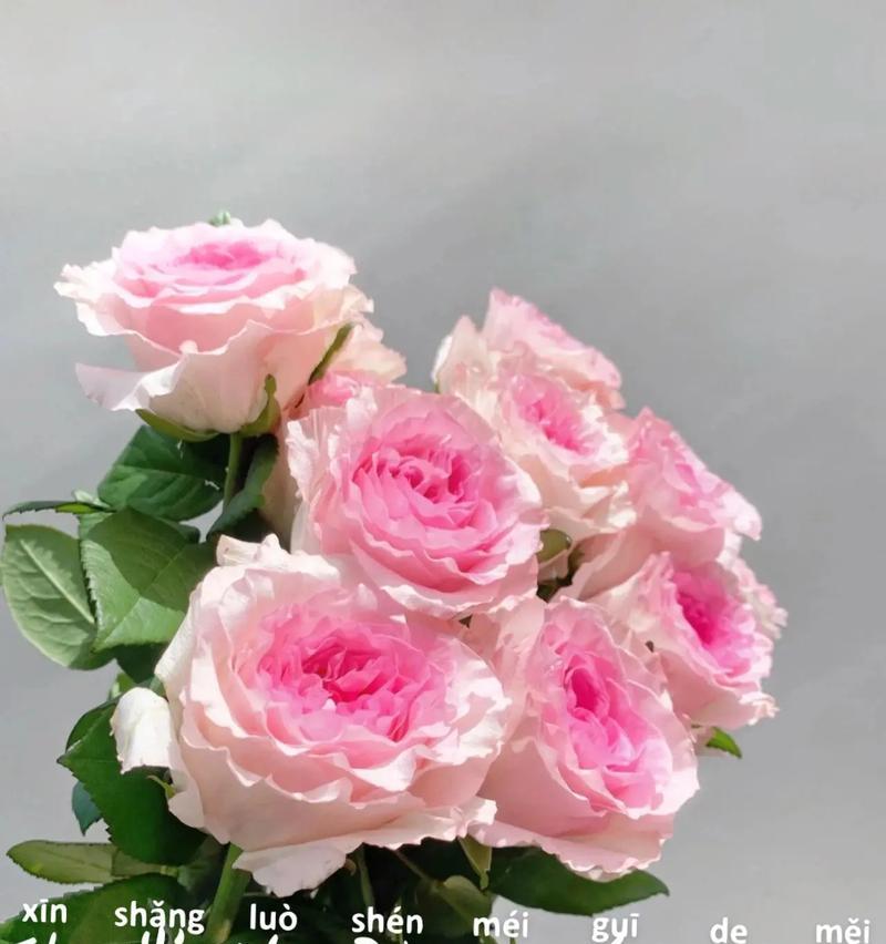 玖瑰玖花语代表什么？玖瑰玖的花语有何特别之处？