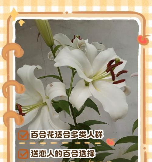 桔百合花语代表什么？桔百合的花语有何含义？