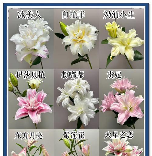 差百合花语是什么？差百合的花语有何特别之处？