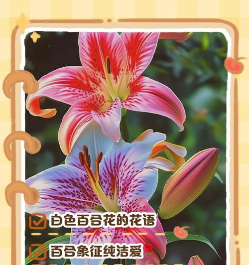鹿百合花语有哪些？鹿百合的花语代表什么？