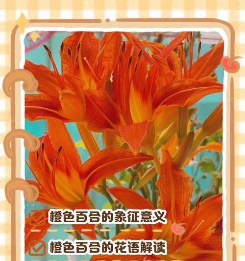 鹿百合花语有哪些？鹿百合的花语代表什么？