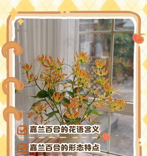 鹿百合花语有哪些？鹿百合的花语代表什么？