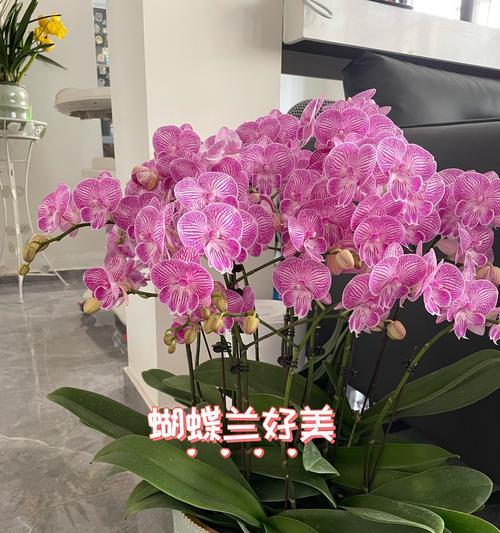 对兰花花语是什么意思？对兰花的花语有何寓意？