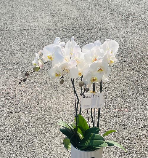 对兰花花语是什么意思？对兰花的花语有何寓意？