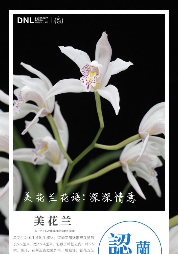 对兰花花语是什么意思？对兰花的花语有何寓意？