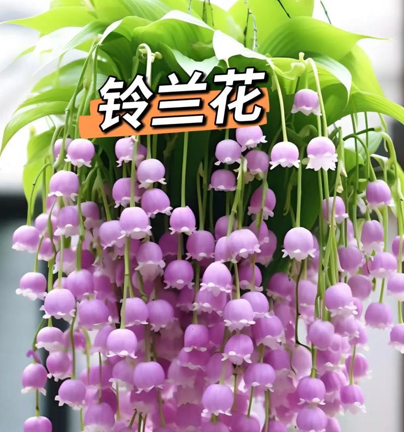 花语财运是什么？如何通过花卉提升个人财运？