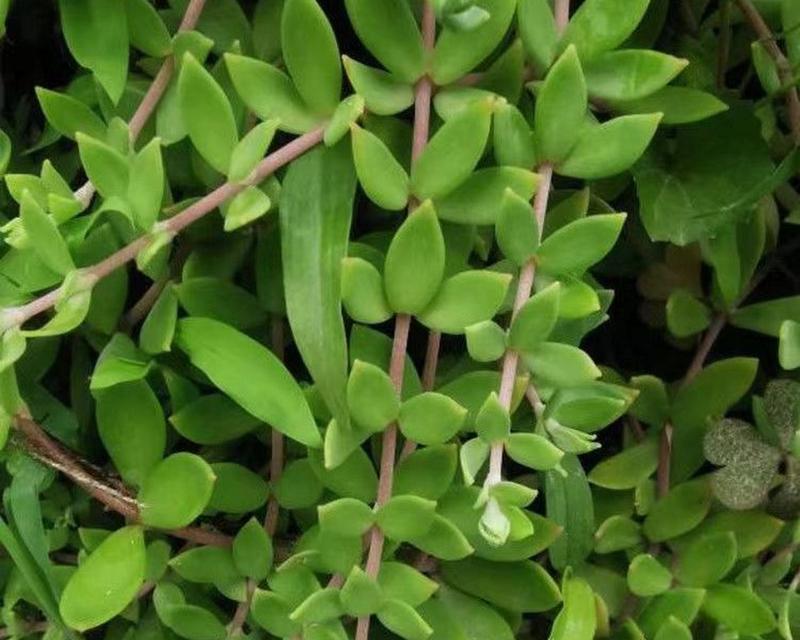 垂盆草的花语有哪些含义？如何养护垂盆草？