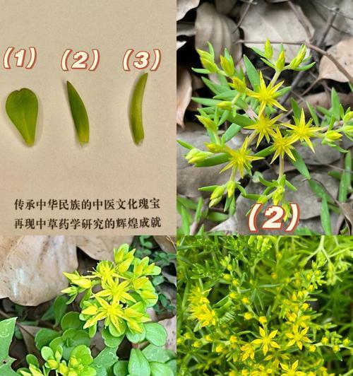 垂盆草的花语有哪些含义？如何养护垂盆草？