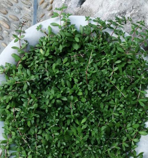 垂盆草的花语有哪些含义？如何养护垂盆草？