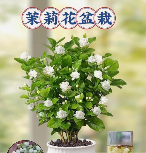 茉莉花语是什么？如何种植茉莉以保持其芬芳？