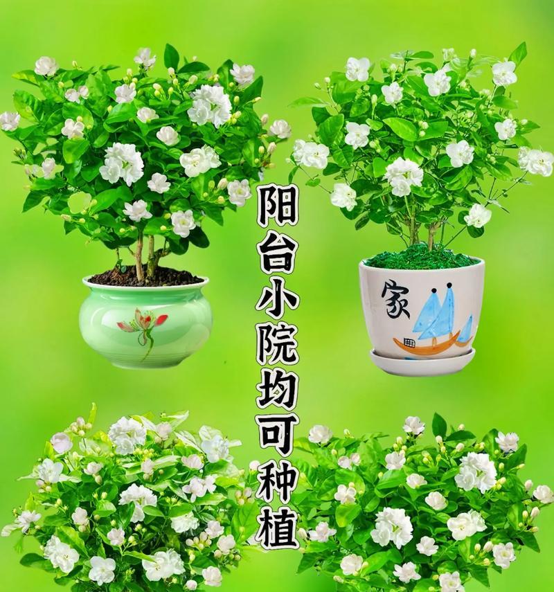 茉莉花语是什么？如何种植茉莉以保持其芬芳？