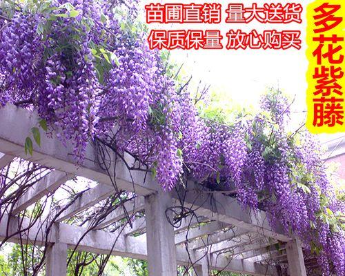 藤蔓植物的花语有哪些？如何打造美丽的藤蔓花园？