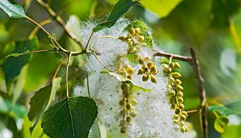 杨树的花语是什么？杨树在园林中的作用有哪些？