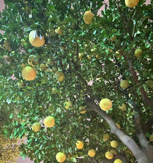 柚子花语有何深意？柚子树的种植与养护技巧是什么？