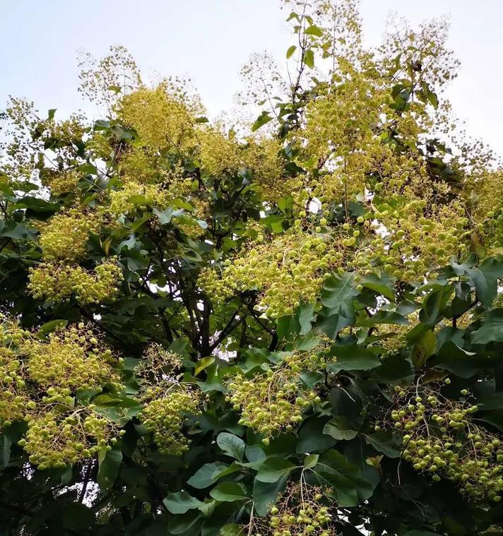 柚子花语有何深意？柚子树的种植与养护技巧是什么？