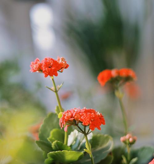 什么花的花语是漂亮？如何选择美丽的花卉装饰家园？