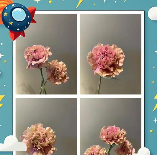 花语宽恕是什么意思？哪些花卉象征着宽恕与和平？
