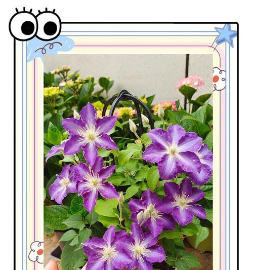 花语宽恕是什么意思？哪些花卉象征着宽恕与和平？
