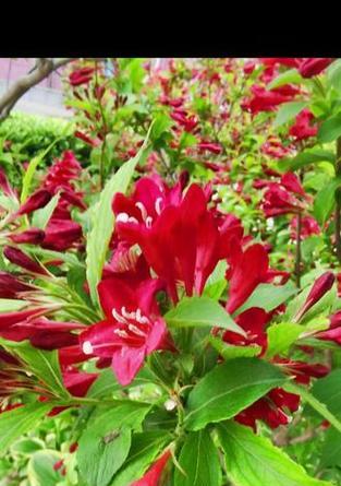 王子花花语有何寓意？王子花的栽培和繁殖方法是什么？
