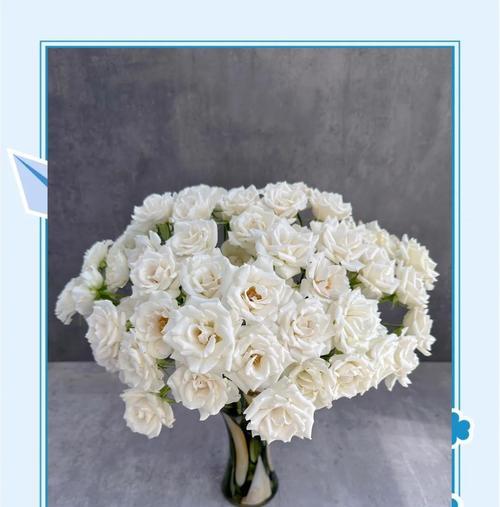王子花花语有何寓意？王子花的栽培和繁殖方法是什么？